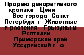 Продаю декоративного кролика › Цена ­ 500 - Все города, Санкт-Петербург г. Животные и растения » Грызуны и Рептилии   . Приморский край,Уссурийский г. о. 